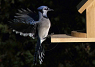 Blue Jay