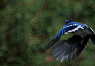 Blue Jay flying