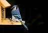 Blue Jay