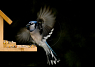 Blue Jay at bird feeder