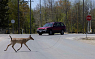 Deer Crossing at Rmblewood Rd and 45th Street