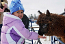 Feeding the animals during Snowman Mania