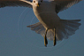 Seagull in flight