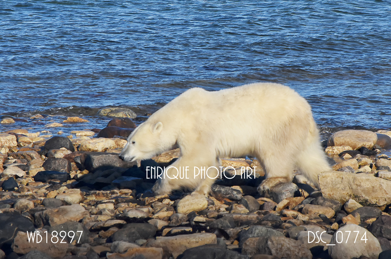 Ugabuga* - Casual Polar Bear