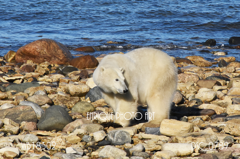 Ugabuga* - Casual Polar Bear