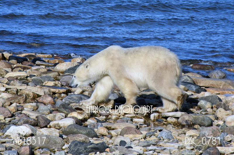 Ugabuga* - Casual Polar Bear