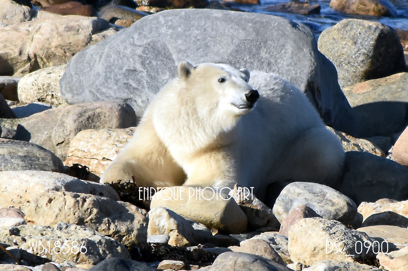 Ugabuga* - Casual Polar Bear